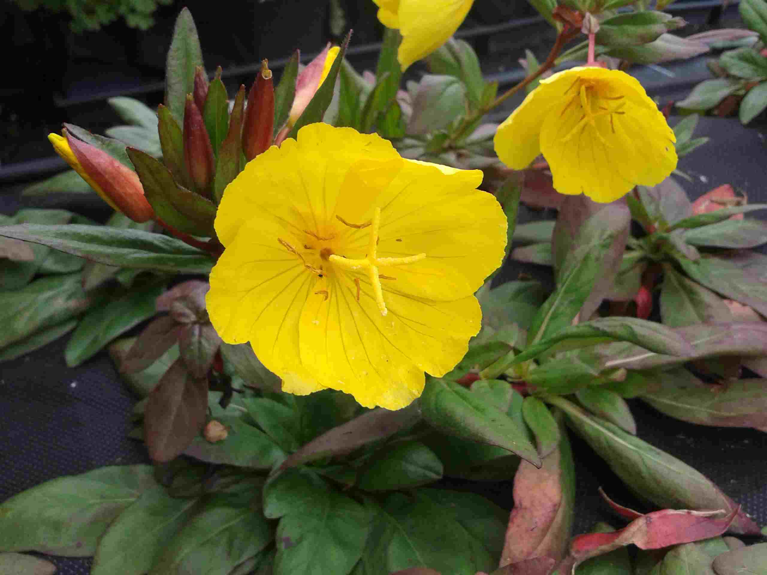 Oenothera `Sonnenwende`.jpg